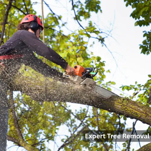 Tree Removal in USA